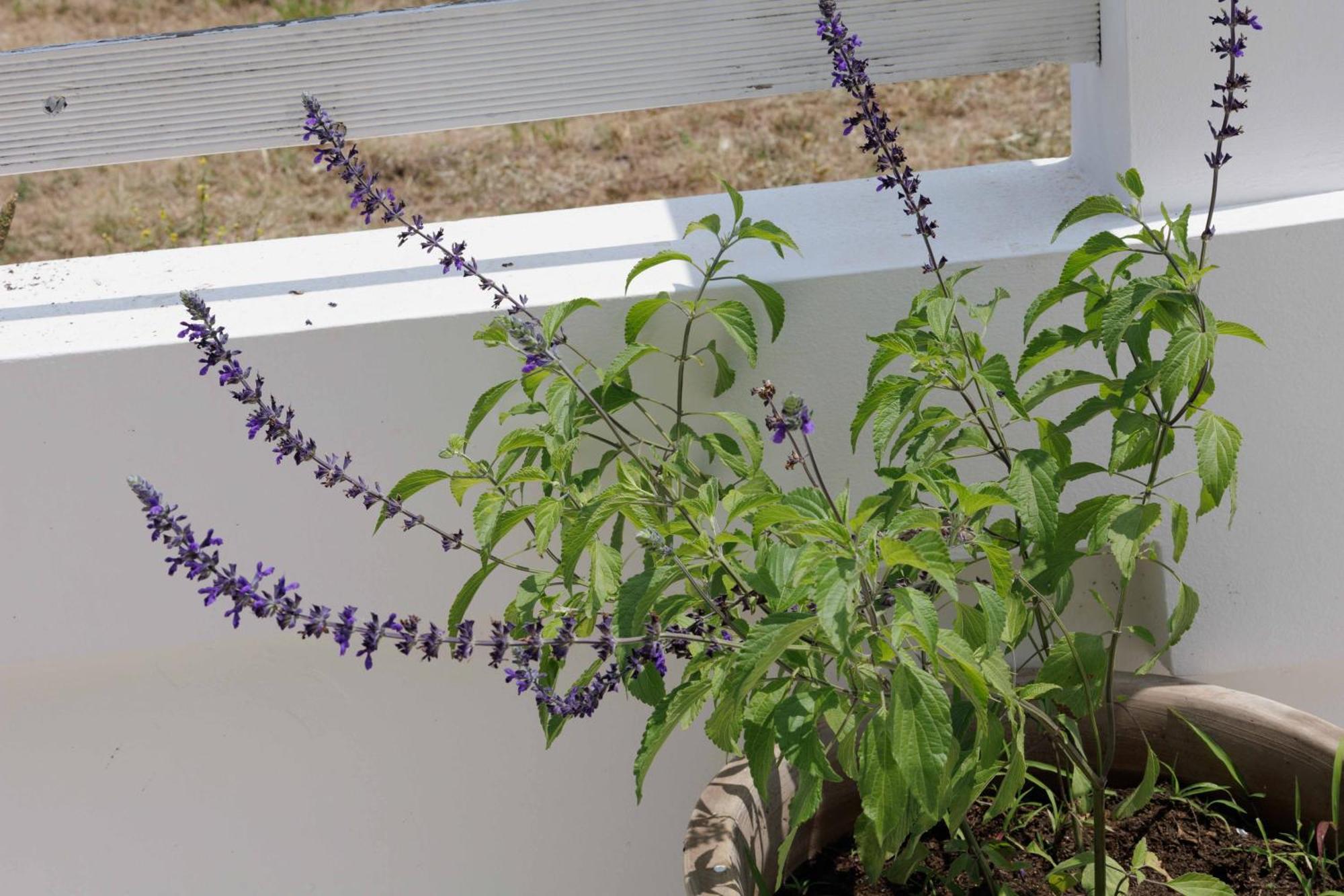 Minia Maggana Residence מראה חיצוני תמונה